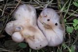 Lepista sordida image