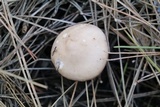 Lepista sordida image
