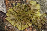 Melanohalea exasperatula image