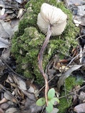 Xerula radicata image