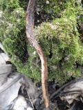 Xerula radicata image