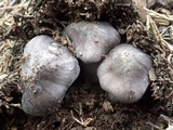 Entoloma bloxamii image