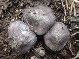 Entoloma bloxamii image