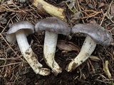 Entoloma bloxamii image