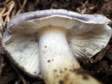 Entoloma bloxamii image