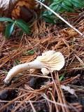 Hygrophorus pusillus image