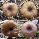 Entoloma chloropolium image