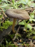 Entoloma chloropolium image