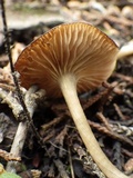 Entoloma chloropolium image