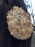 Hericium americanum image