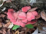Phlebia incarnata image