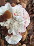 Phlebia incarnata image