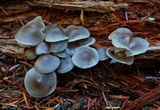 Mycena maculata image