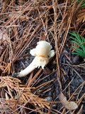 Hygrophorus pusillus image