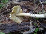 Inocybe sororia image