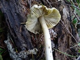 Inocybe sororia image