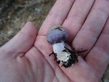 Inocybe ionocephala image