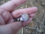 Inocybe ionocephala image