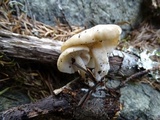Clitocybe californiensis image