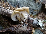 Clitocybe californiensis image