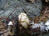 Clitocybe californiensis image