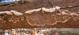 Bjerkandera adusta image