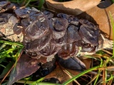 Exidia repanda image