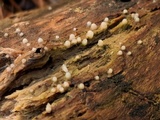 Helicogloea compressa image