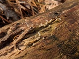 Helicogloea compressa image