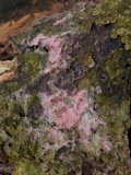 Tulasnella violea image