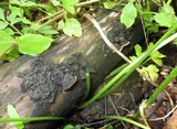 Fuscocerrena portoricensis image