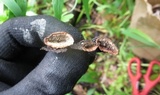 Fuscocerrena portoricensis image