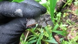 Fuscocerrena portoricensis image