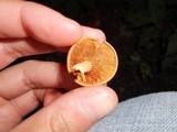 Gymnopilus penetrans image