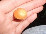 Gymnopilus penetrans image
