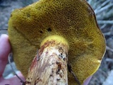 Suillus tomentosus image