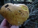 Suillus tomentosus image
