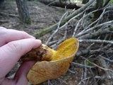 Suillus tomentosus image