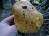 Suillus tomentosus image