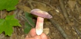 Russula mariae image