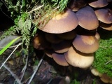 Psathyrella piluliformis image
