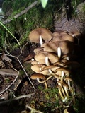 Psathyrella piluliformis image