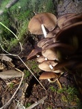 Psathyrella piluliformis image