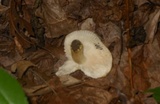 Russula pulverulenta image
