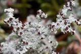 Stereocaulon tomentosum image