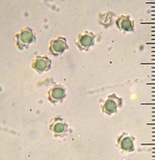 Hydnellum peckii image