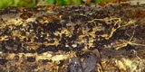 Jackrogersella cohaerens image