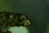 Jackrogersella cohaerens image