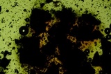 Jackrogersella cohaerens image