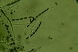Jackrogersella cohaerens image